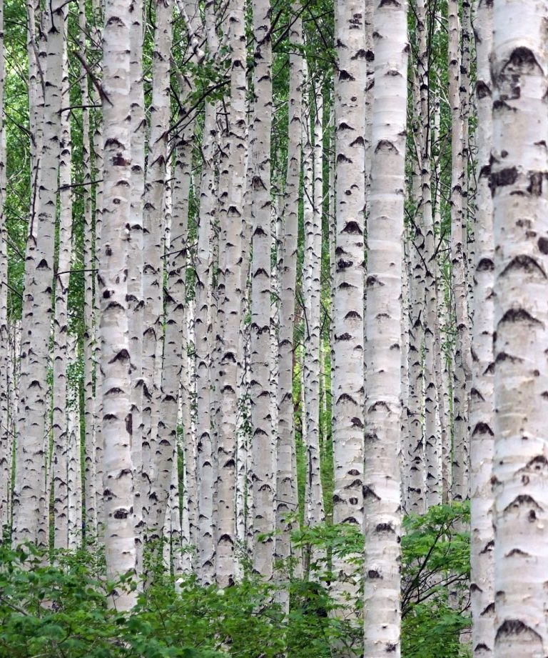 Birkenwald Bild von Pixabay